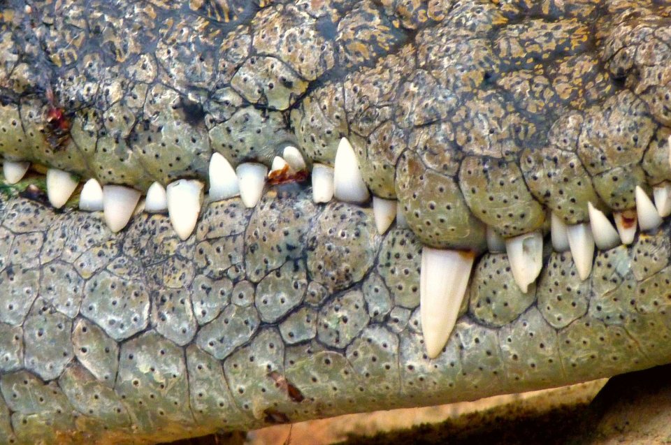 Krokodil Maul Detail