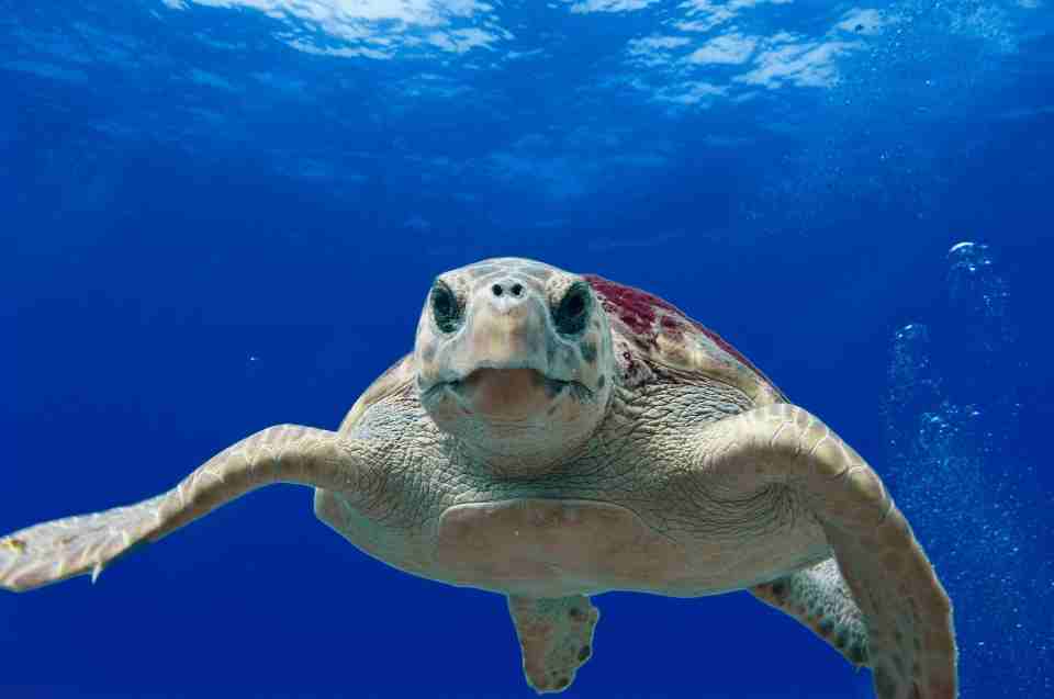 Meeresschildkröte: außergewöhnliche Tiere