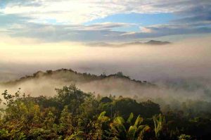 Regenwald Borneo