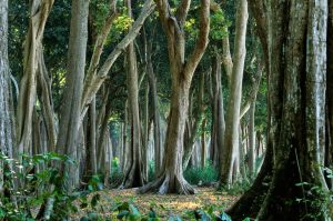 Andamanen Bäume © Konrad Wothe