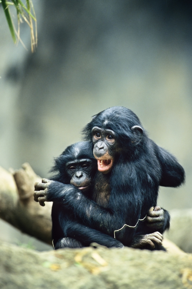 Bonobo Babies © Konrad Wothe