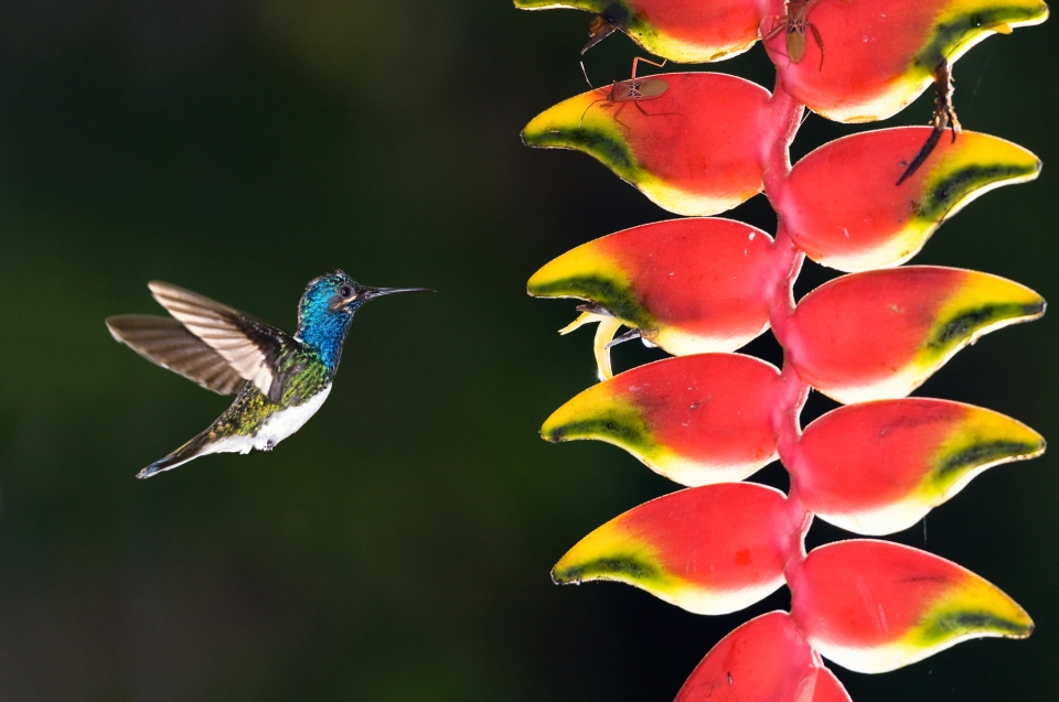 Kolibri an Blüte © Konrad Wothe