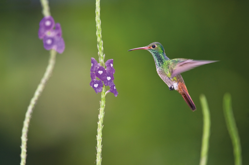 Kolibri im Anflug © Konrad Wothe