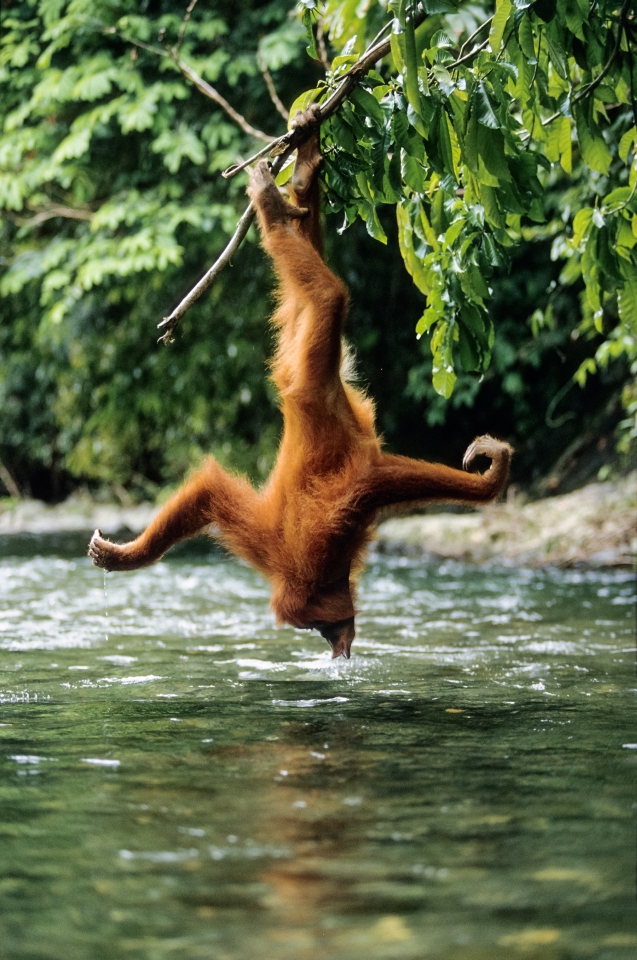 Orang Utan kopf über vom Baum hängend © Konrad Wothe