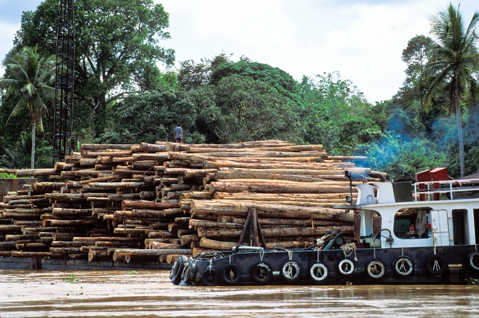 Bedrohung für den Regenwald - Regenwaldzerstörung © Konrad Wothe