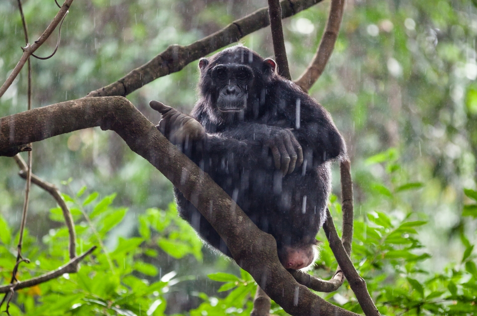 Schimpanse © Konrad Wothe