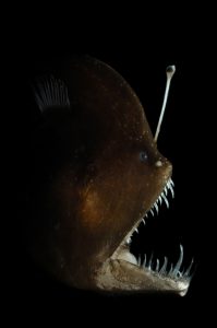 Tierpartnerschaften: Anglerfische: Melaneocetus murrayi Tiefseeanglerfisch © Solvin Zankl