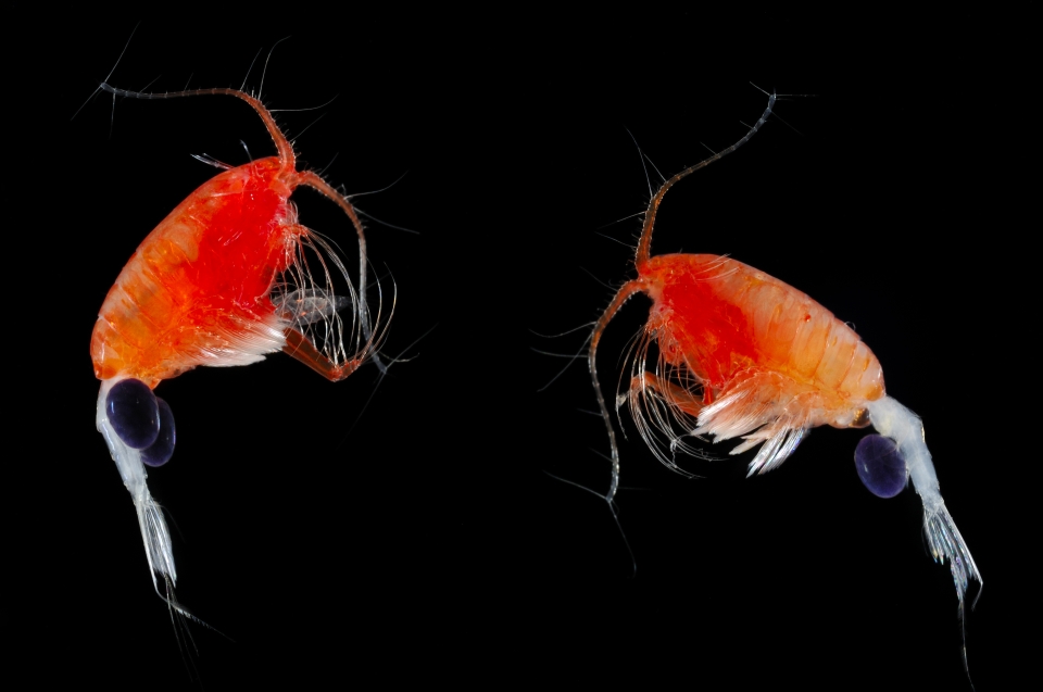 Valdiviella sp. copepod Ruderfrusskrebse Ruderfusskrebs © Solvin Zankl