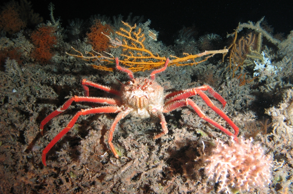 Tiere - Krebstiere Rückenfüsser Krabbe © MARUM - Zentrum für Marine Umweltwissenschaften, Universität Bremen