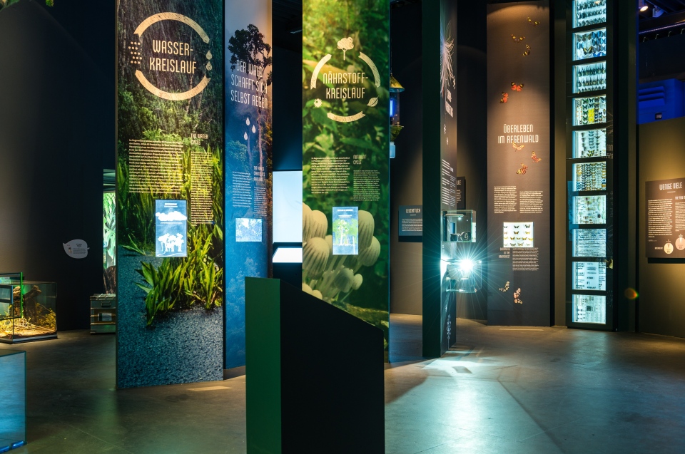 Bereich Nahrstoff Und Wasserkreislauf Regenwald Ausstellungslexikon